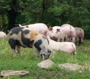 ferme de la place